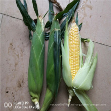 Suntoday resisant для обогрева высокая yiedl широкий адаптации купить онлайн белый восковой кукурузы семена кукурузы(62002)